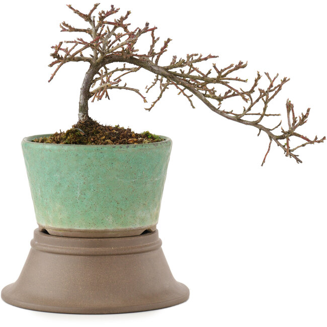 Cotoneaster orizzontalis, 13,5 cm, ± 6 anni