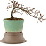 Cotoneaster horizontaleis, 13,5 cm, ± 6 jaar oud