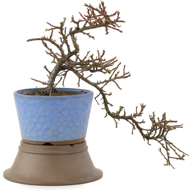 Cotoneaster horizontaleis, 25,5 cm, ± 6 jaar oud