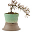 Cotoneaster horizontaleis, 13,5 cm, ± 6 jaar oud