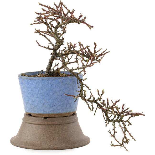 Cotoneaster horizontalis, 25,5 cm, ± 6 ans
