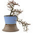 Cotoneaster horizontaleis, 25,5 cm, ± 6 jaar oud