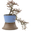 Cotoneaster horizontalis, 25,5 cm, ± 6 years old