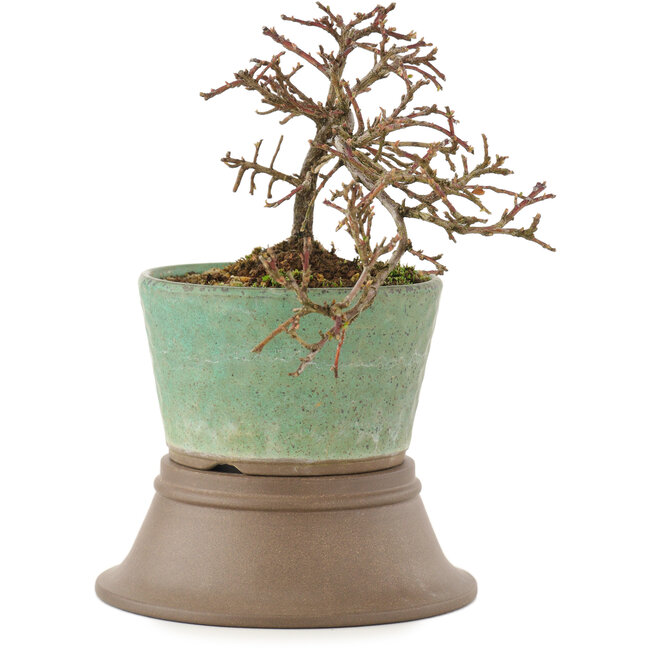 Cotoneaster horizontaleis, 13,5 cm, ± 6 jaar oud