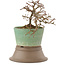 Cotoneaster horizontaleis, 13,5 cm, ± 6 jaar oud