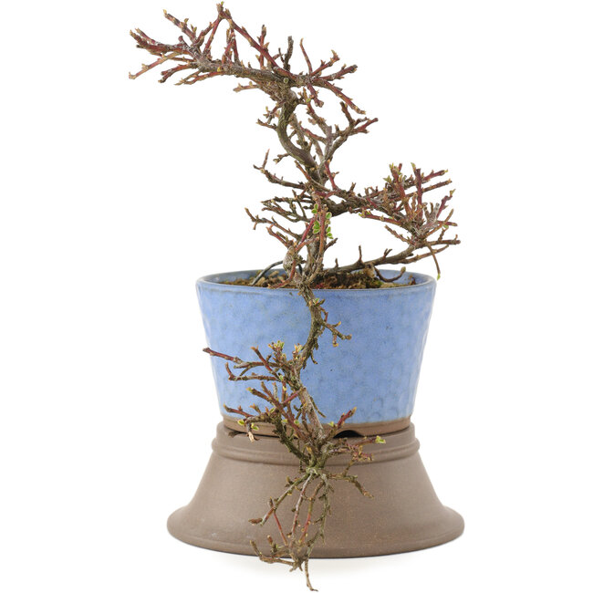 Cotoneaster horizontalis, 25,5 cm, ± 6 ans
