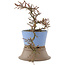 Cotoneaster horizontaleis, 25,5 cm, ± 6 jaar oud