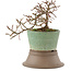 Cotoneaster horizontaleis, 13,5 cm, ± 6 jaar oud