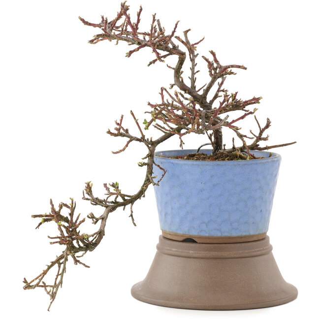 Cotoneaster horizontalis, 25,5 cm, ± 6 Jahre alt