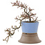 Cotoneaster horizontaleis, 25,5 cm, ± 6 jaar oud