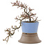 Cotoneaster horizontalis, 25,5 cm, ± 6 years old