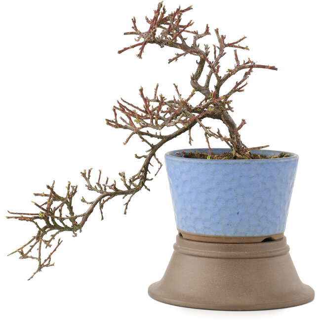 Cotoneaster horizontalis, 25,5 cm, ± 6 ans