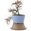 Cotoneaster horizontaleis, 25,5 cm, ± 6 jaar oud