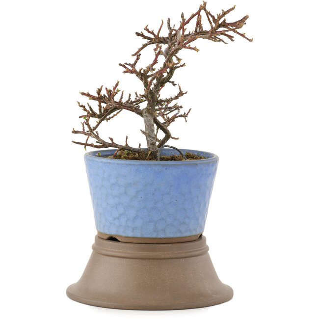 Cotoneaster horizontalis, 25,5 cm, ± 6 Jahre alt