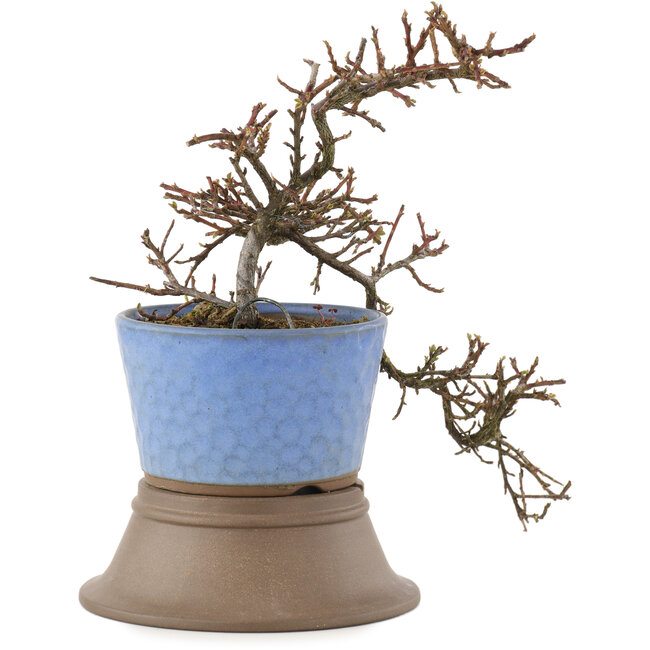 Cotoneaster horizontalis, 25,5 cm, ± 6 Jahre alt