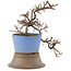 Cotoneaster horizontaleis, 25,5 cm, ± 6 jaar oud