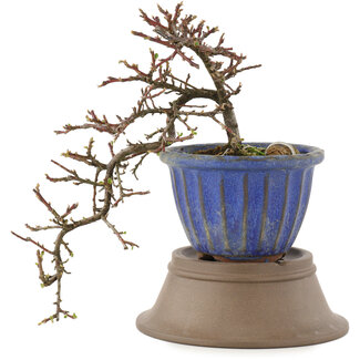 Cotoneaster horizontalis, 20,5 cm, ± 6 Jahre alt