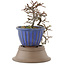 Cotoneaster horizontaleis, 20,5 cm, ± 6 jaar oud