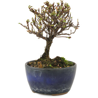 Cotoneaster horizontaleis, 12 cm, ± 5 jaar oud