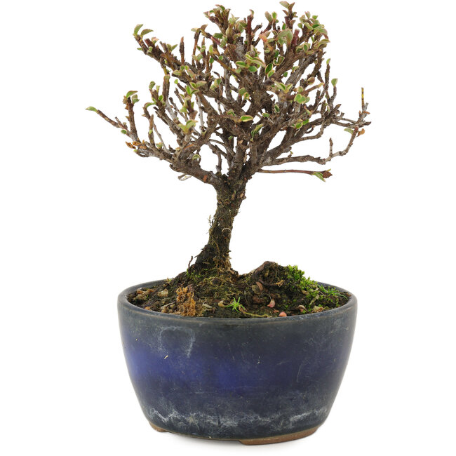 Cotoneaster horizontalis, 12 cm, ± 5 years old