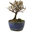 Cotoneaster horizontalis, 12 cm, ± 5 Jahre alt