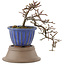 Cotoneaster horizontaleis, 20,5 cm, ± 6 jaar oud