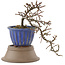 Cotoneaster horizontaleis, 20,5 cm, ± 6 jaar oud