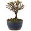 Cotoneaster horizontaleis, 12 cm, ± 5 jaar oud