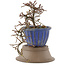 Cotoneaster horizontaleis, 20,5 cm, ± 6 jaar oud