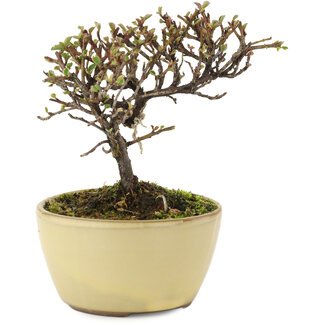 Cotoneaster horizontalis, 10,5 cm, ± 5 Jahre alt