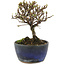 Cotoneaster horizontalis, 12 cm, ± 5 years old