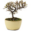 Cotoneaster horizontaleis, 10,5 cm, ± 5 jaar oud