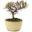 Cotoneaster horizontalis, 10,5 cm, ± 5 years old