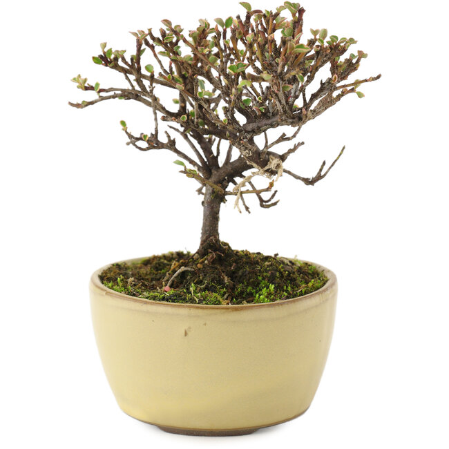 Cotoneaster orizzontalis, 10,5 cm, ± 5 anni