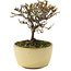 Cotoneaster horizontaleis, 10,5 cm, ± 5 jaar oud