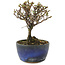 Cotoneaster horizontaleis, 12 cm, ± 5 jaar oud