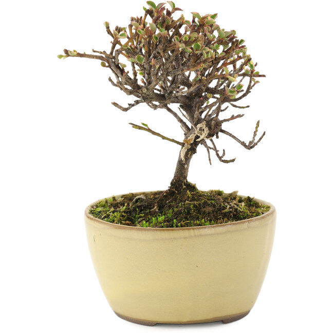 Cotoneaster orizzontalis, 10,5 cm, ± 5 anni
