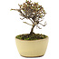 Cotoneaster orizzontalis, 10,5 cm, ± 5 anni