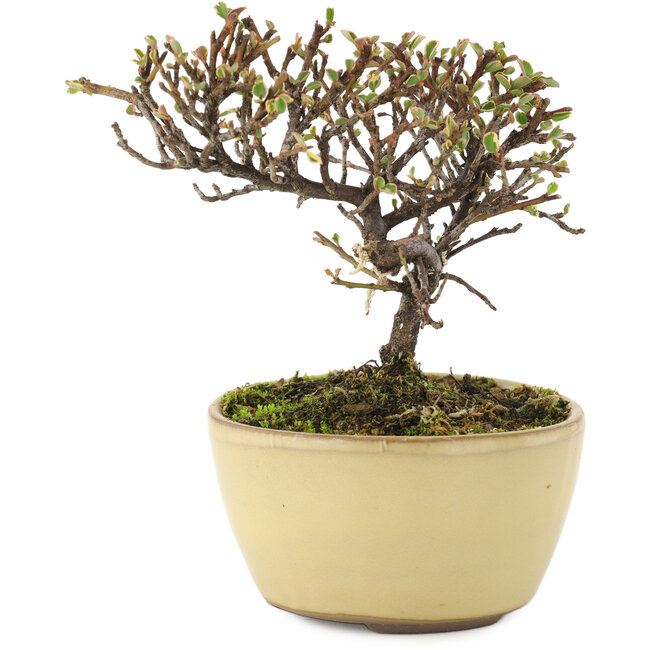 Cotoneaster orizzontalis, 10,5 cm, ± 5 anni