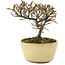 Cotoneaster horizontaleis, 10,5 cm, ± 5 jaar oud