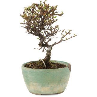 Cotoneaster horizontalis, 13 cm, ± 5 years old