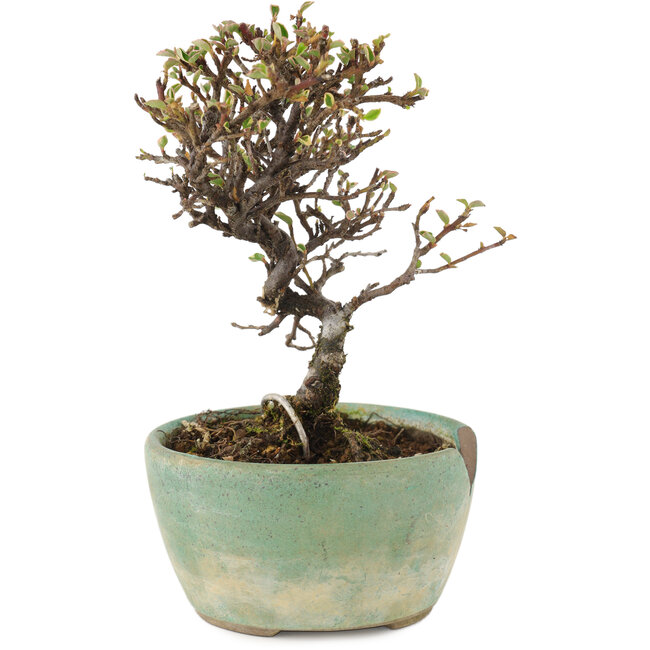 Cotoneaster orizzontalis, 13 cm, ± 5 anni, in un vaso rotto