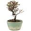 Cotoneaster horizontalis, 13 cm, ± 5 ans, dans un pot cassé