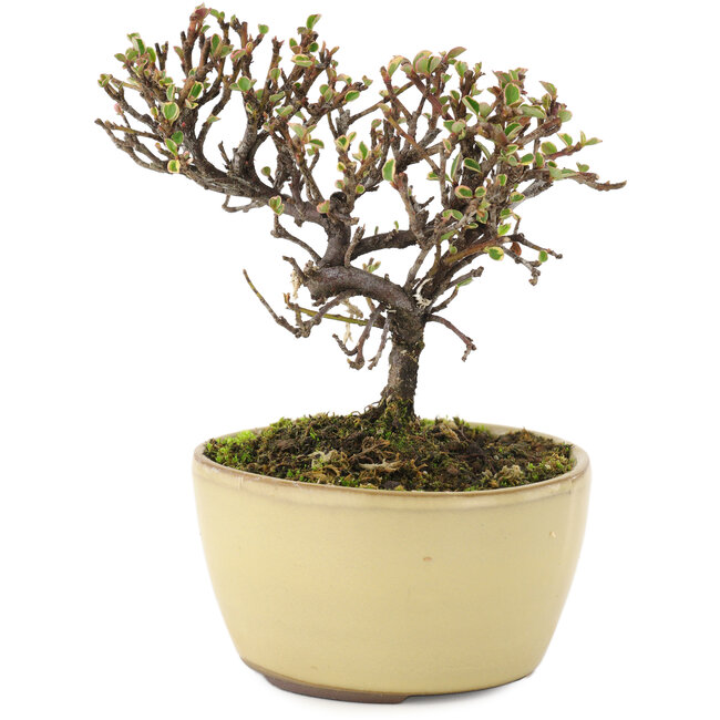 Cotoneaster horizontalis, 10,5 cm, ± 5 Jahre alt