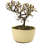 Cotoneaster horizontaleis, 10,5 cm, ± 5 jaar oud