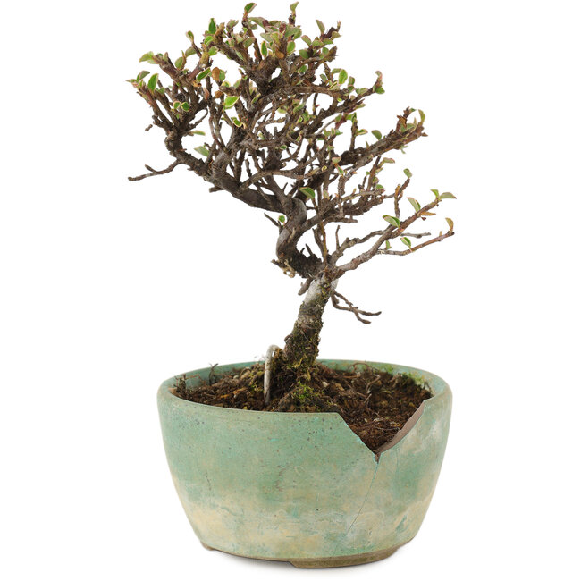 Cotoneaster horizontalis, 13 cm, ± 5 años, en maceta rota