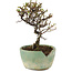 Cotoneaster horizontaleis, 13 cm, ± 5 jaar oud, in een kapotte pot