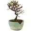 Cotoneaster horizontalis, 13 cm, ± 5 years old, in a broken pot