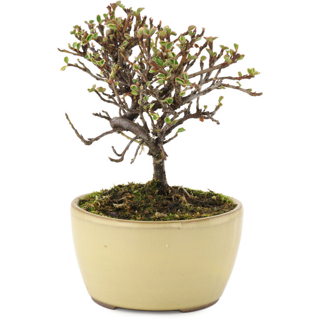 Cotoneaster horizontalis, 10,5 cm, ± 5 years old