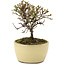 Cotoneaster horizontaleis, 10,5 cm, ± 5 jaar oud